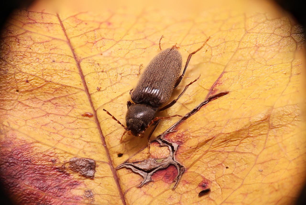 Rischi di avere i tarli del legno in casa