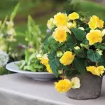 I fiori di casa escono