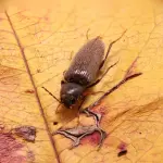 Rischi di avere i tarli del legno in casa